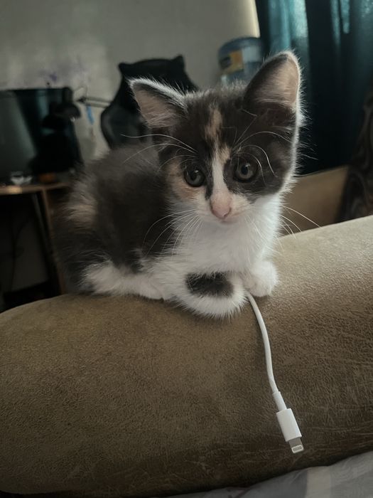 котенок девочка хорошая