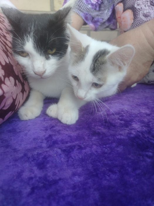 Дамошне пишик  ок  кора она болла