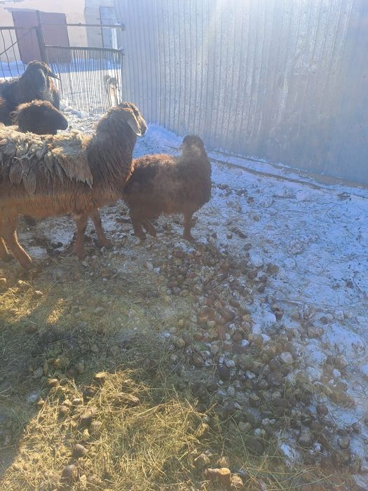 Продам баранов все ярки