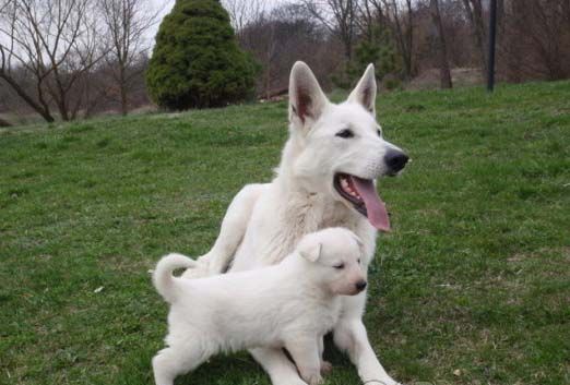 Бяла швейцарска овчарка