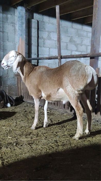 СТРИЖКА баранов