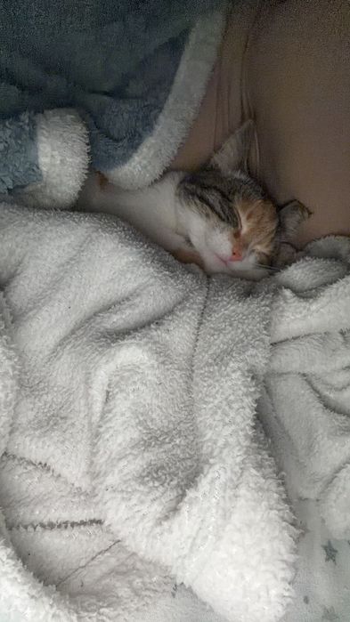 Отдам котенка девочка ласковая