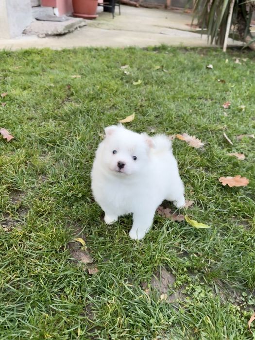 Померан момче. Померанче