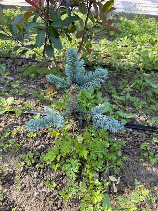 Голубая ель (Фет-алберт) Италия, пайванд қилинган