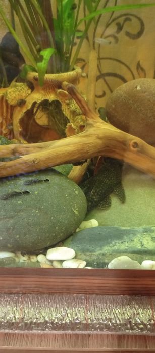 Продам сомиков анцитрусы