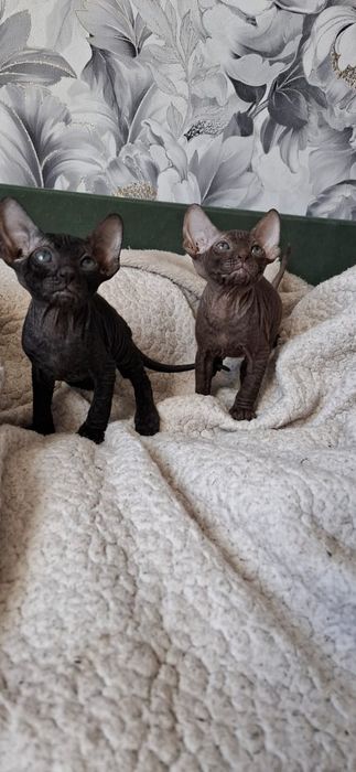 Котятки Донские Сфинксы.