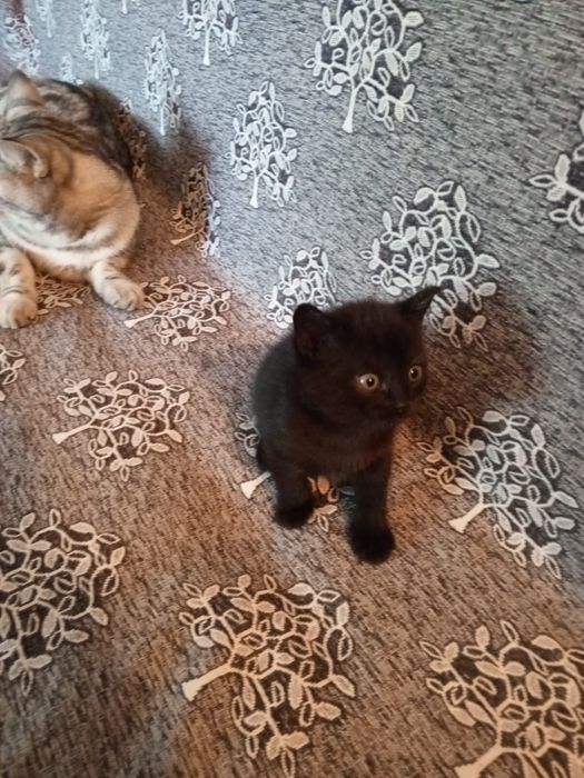 Отдам котят в добрые руки