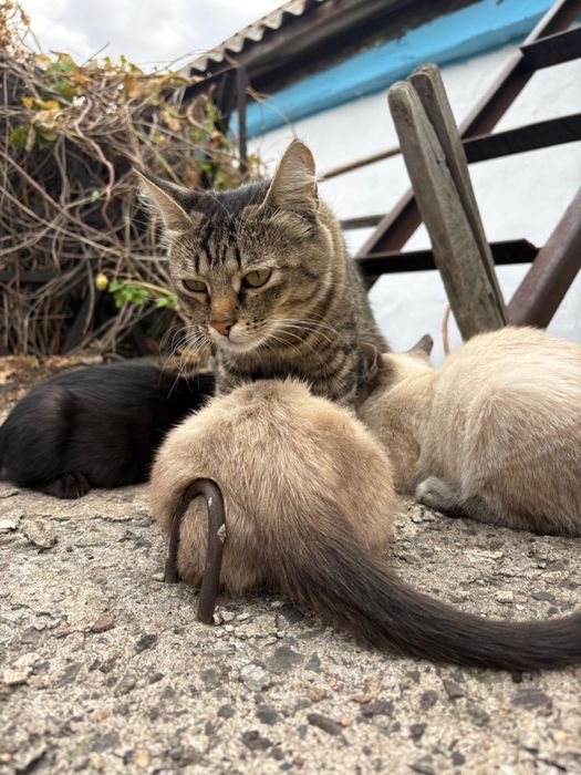 Ищем дом для котят и кошечки!