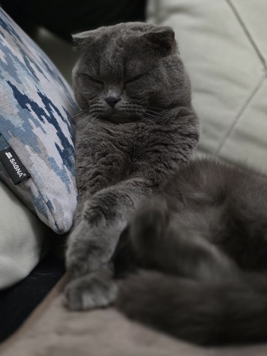 Кот - производитель приглашает