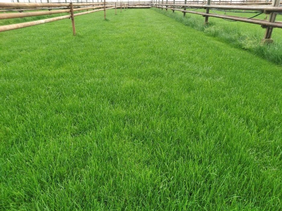 Gazon urug'i bor/ Газон уруг бор