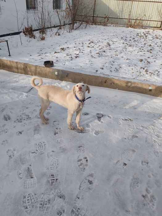 Продам собак порода тазы