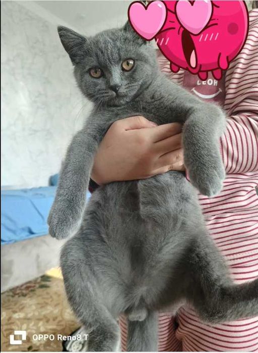 Кот скотиш страйт