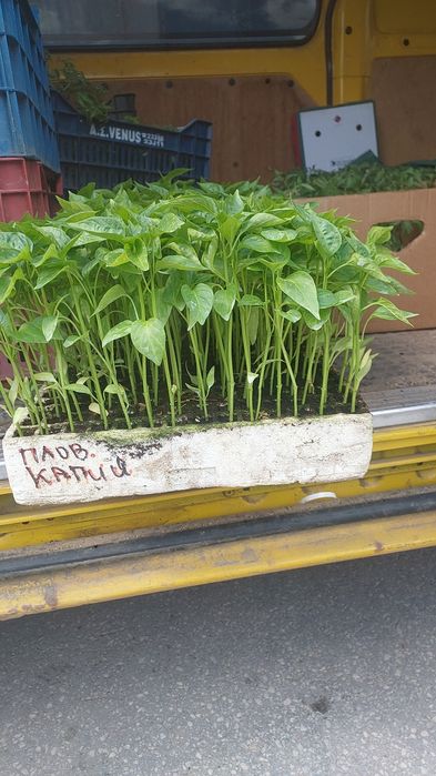 Приемам поръчки за разсад 2026г