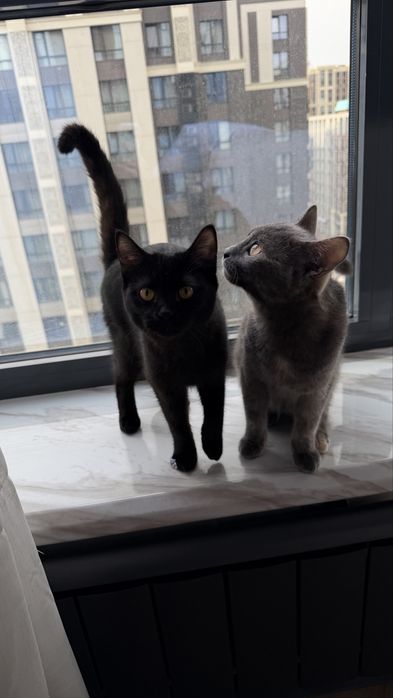 Отдам в добрые руки кошечек