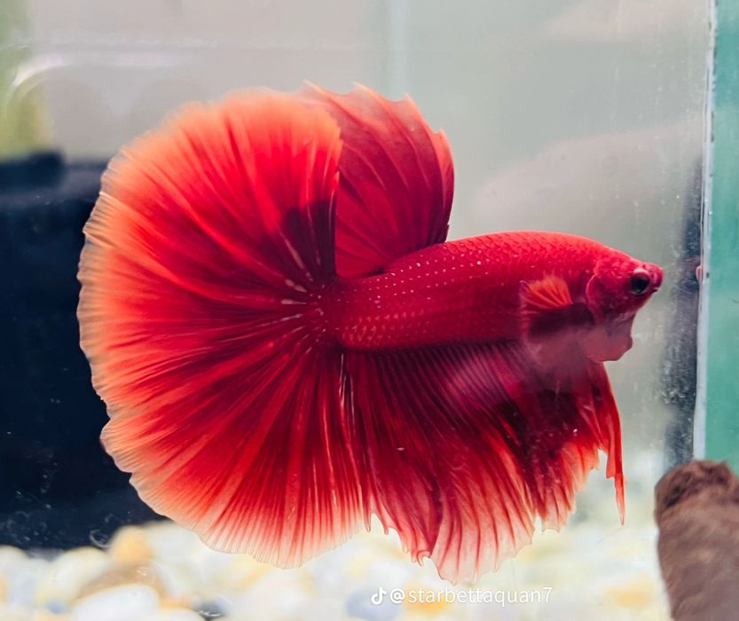 Петушок (BETTA FISH)