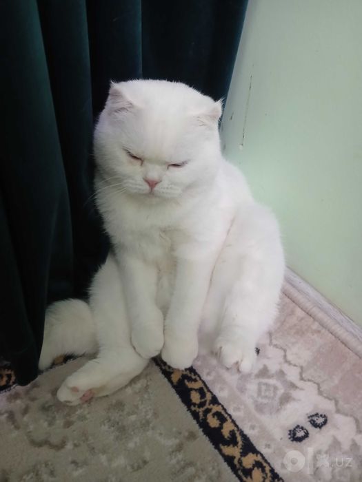 Mushuk sotiladi zoti erkak