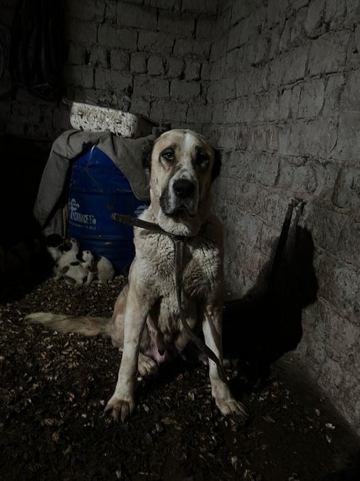 Алабай ұрғашы күшіктер сатылады