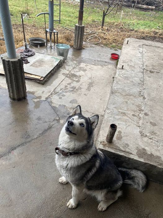 Xaski kuchuk хаски кучук