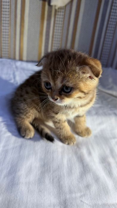 Продам очень сладкие и умные.