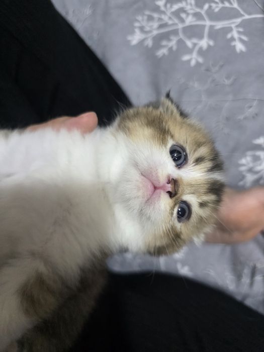 Котята, скотиш фолд