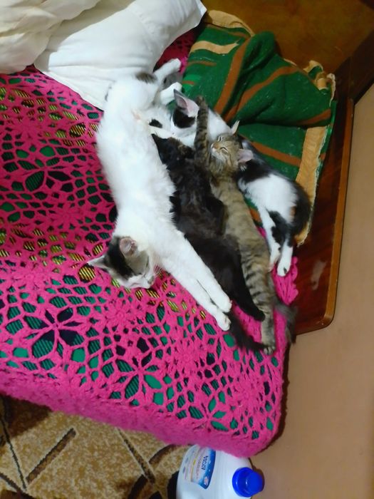 Подарявам котенца , две мъжки и едно женско.