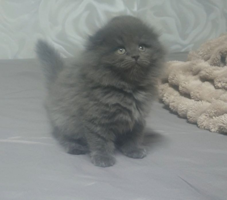 Шотландский мальчик