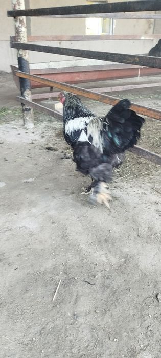 Brama tovuqlari sotiladi