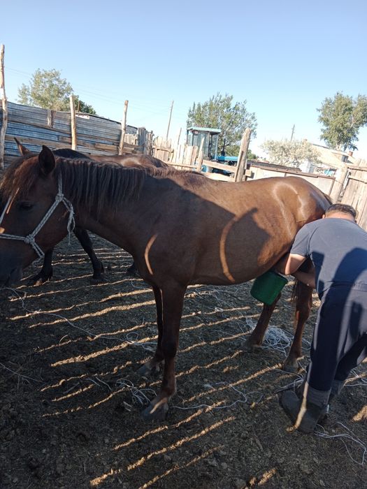 Сауынды бие сатылады