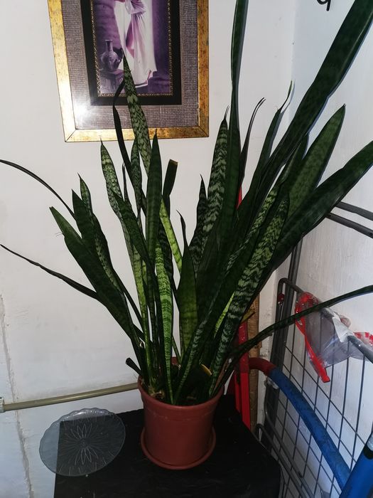 Домашние цветы большие