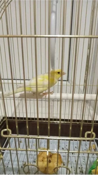 Канайреика самка