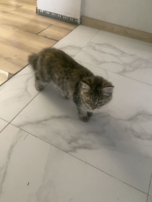 Отдам кошек-котят