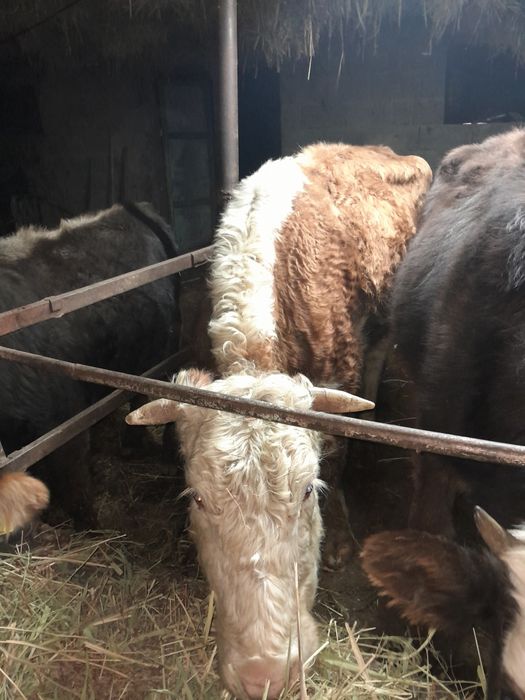 Корова сиыр қысыр