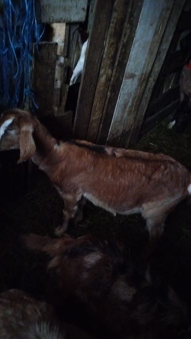 Vind ied si iada anglonubiene si una sannen cu iada de o luna