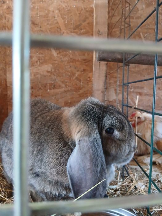 Vând iepuri berbec german