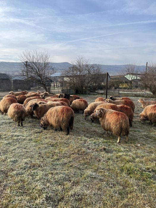 Vand oi tinere genstante