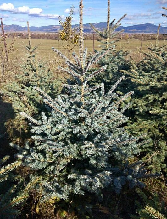 Vand brazi vezi / arginti