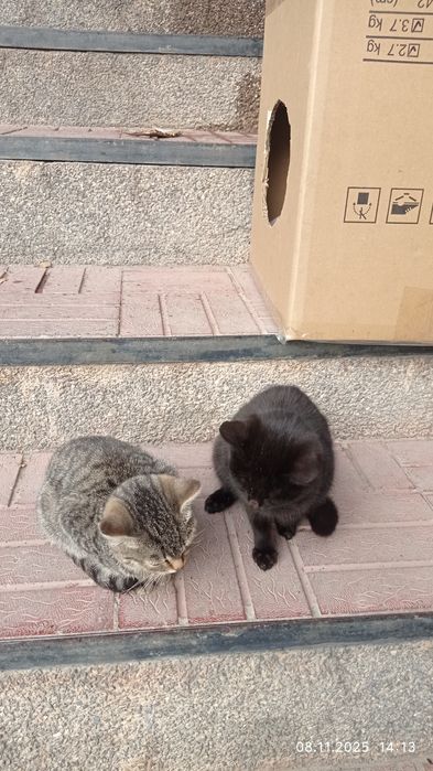 Отдам милых котят в добрые руки.