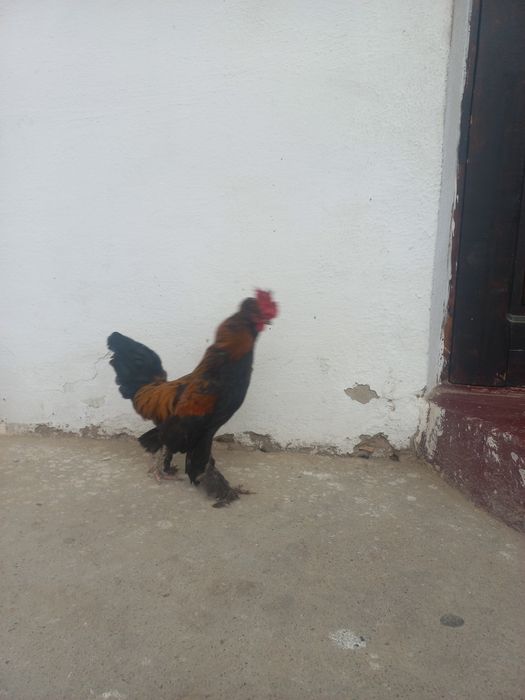 Yaponchala sotiladi manzil Qarshi shahar