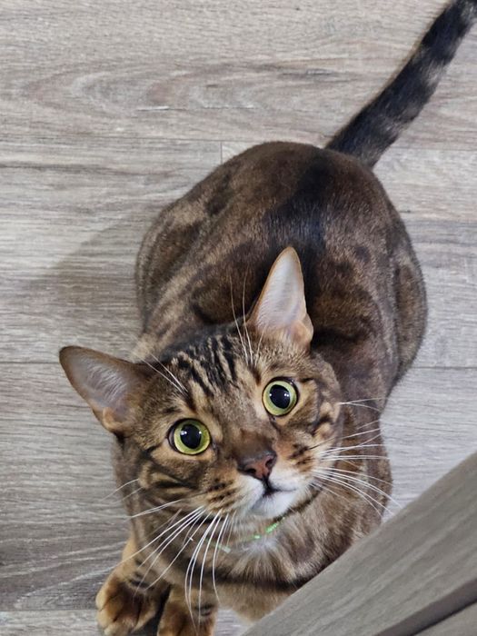 Срочно продам бенгальского кота.