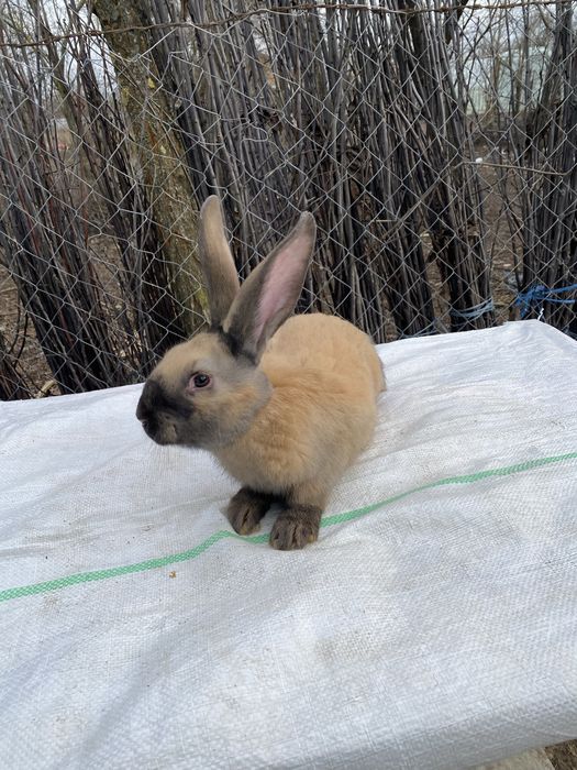 Urias german ch urias transilvania