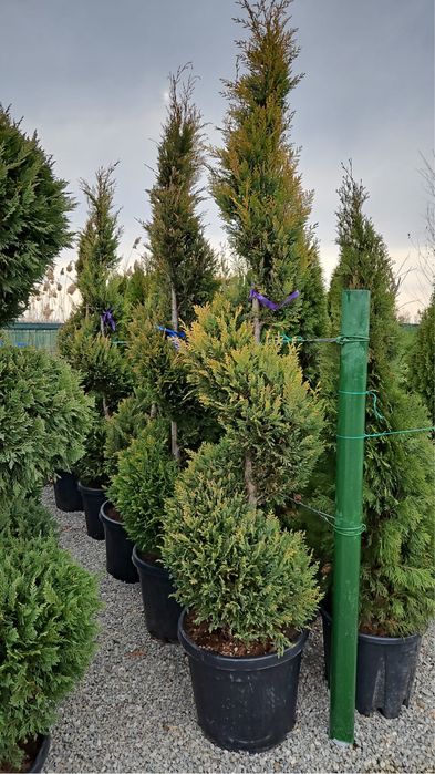 Vindem plante ornamentale de foarte buna calitate
