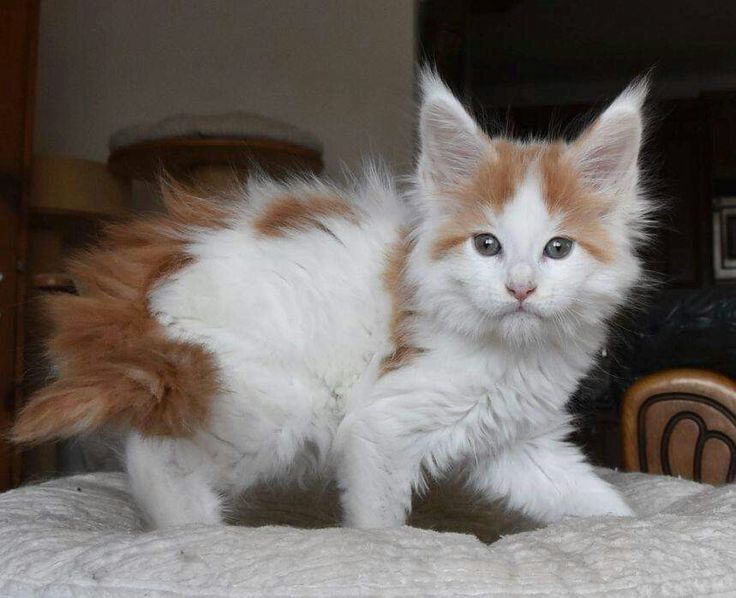 Maine Coon
