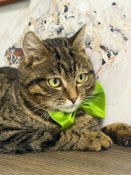 Отдам кота в добрые руки