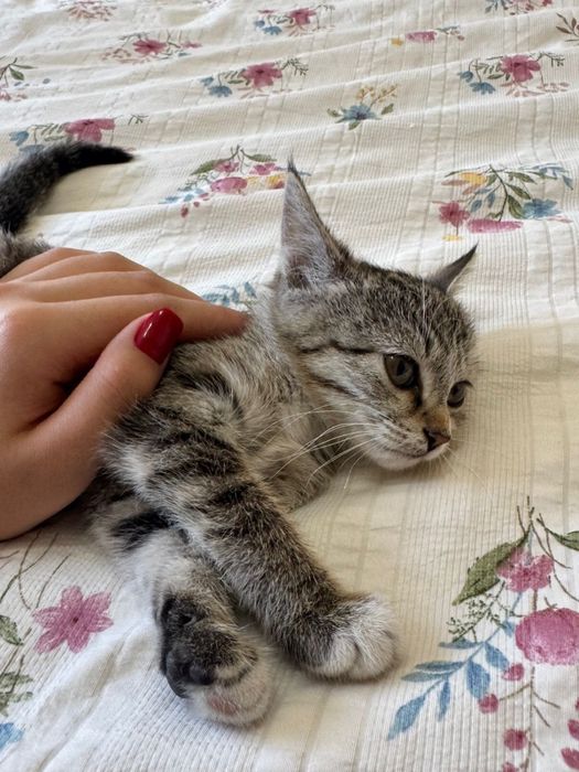 Кошка отдам в хорошие руки