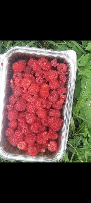 Vind zmeură proaspăt