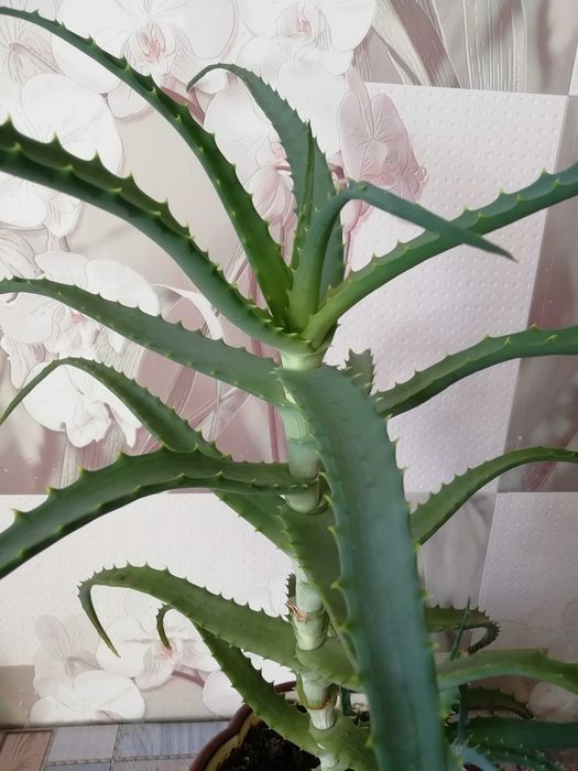 Продам алоэ столетник