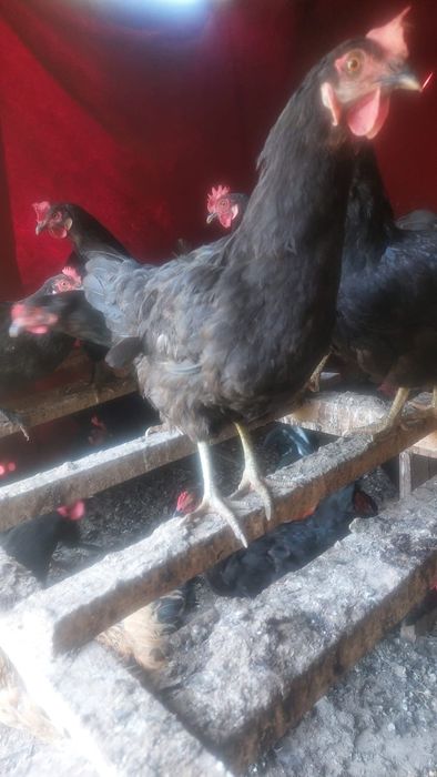 Продаётся куры домашние