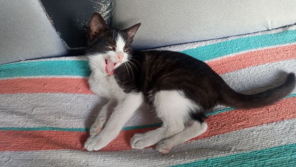 Милая  кошечка нуждается в доме