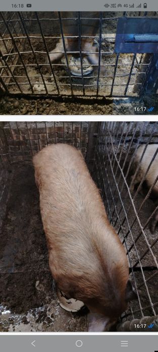 Продам кабана производителя