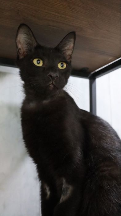 Лаки ищет себе маму и папу!